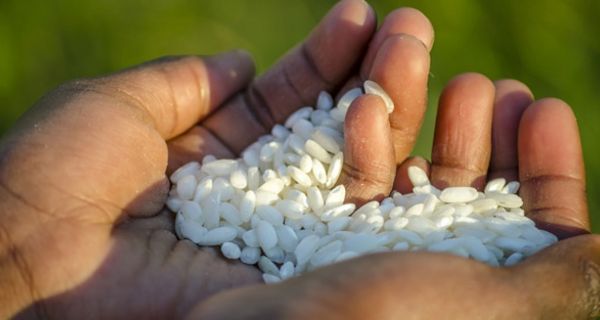 Forscher haben eine besonders nährstoffhaltige Reissorte entwickelt.