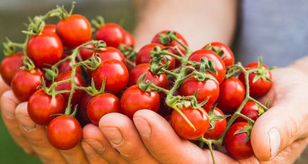 Tomaten können einen Gicht-Anfall auslösen.
