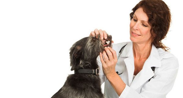 Experten empfehlen, bei Haustieren wie Hunden und Katzen auf die Zahnpflege zu achten.