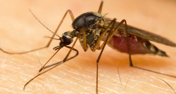 Zum Riechen und Stechen besitzen Mücken ein ganzes Arsenal von Werkzeugen am Kopf.