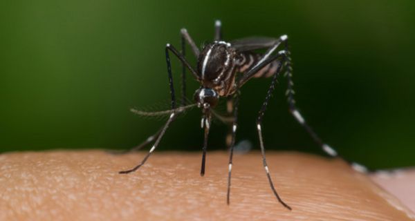 In Frankreich haben sich zwei Personen mit dem Zika-Virus infiziert