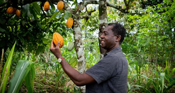 Mann auf seiner Kakaobohnen-Plantage.