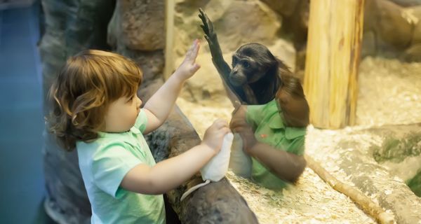 Ein Kind ist im Zoo und steht vor dem Affengehege. Der Junge und das Affenbaby heben gleichzeitig die Hand.