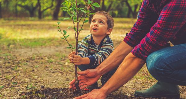 Ein Kind pflanzt mit seinem Papa einen Baum