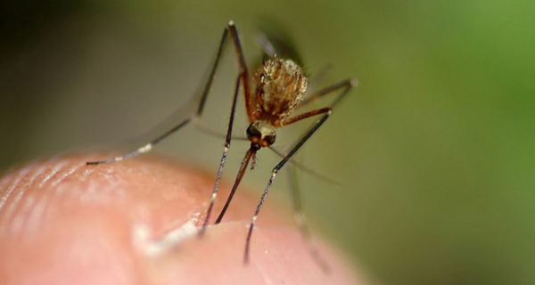 Weibliche Anopheles-Mücken können Malaria-Erreger von Mensch zu Mensch übertragen. 