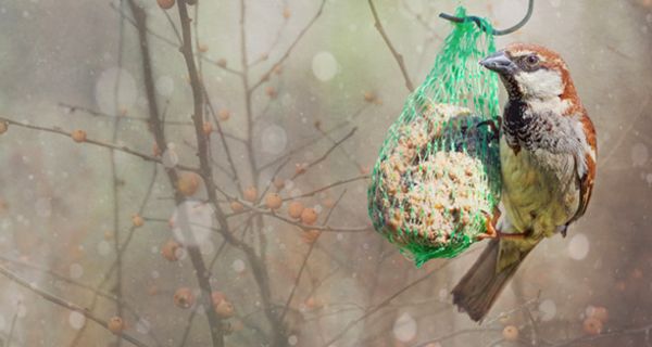 Die Fütterung im Winter hilft Vögeln, Energie zu schöpfen, um die kalten Tage leichter zu bewältigen.