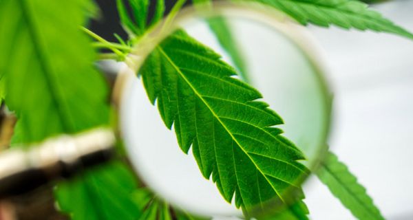 Forscher haben ein neues Potenzial von Cannabis entdeckt.
