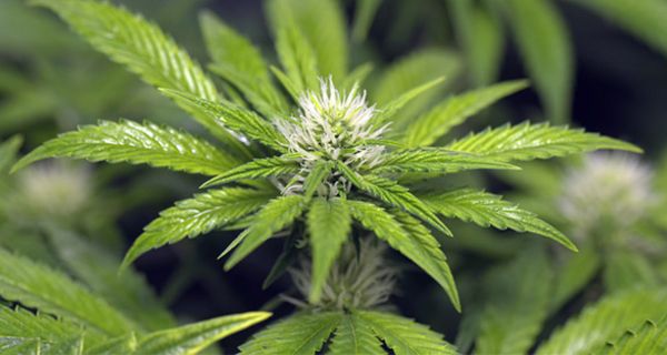 Der medizinische Einsatz von Cannabis ist Steinzeit-Pharmazie.