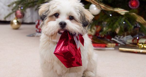 Kleiner weißer Hund mit Geschenk im Maul vor Weihnachtsbaum