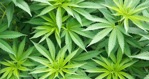 Die Blätter der Cannabispflanze enthalten unter anderem den Wirkstoff Tetrahydrocannabinol.