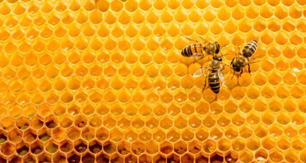 Mithilfe von Bienengift könnte sich die Krebstherapie möglicherweise verbessern lassen.