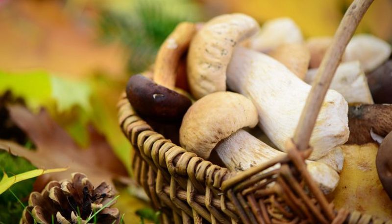 Nahaufnahme: Weidenkörbchen mit Speisepilzen auf Waldboden in warmem Herbstlicht