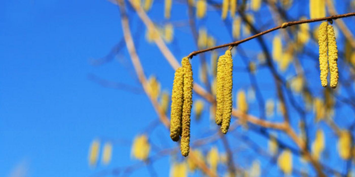 Der Frühling kommt erst langsam in Gang, aber die ersten Baumpollen fliegen schon länger.