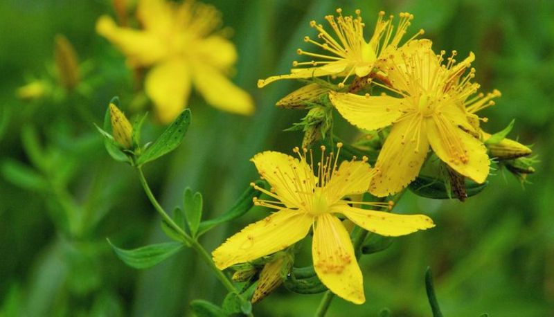 Ayurveda lässt sich auch mit heimischen Pflanzen praktizieren.