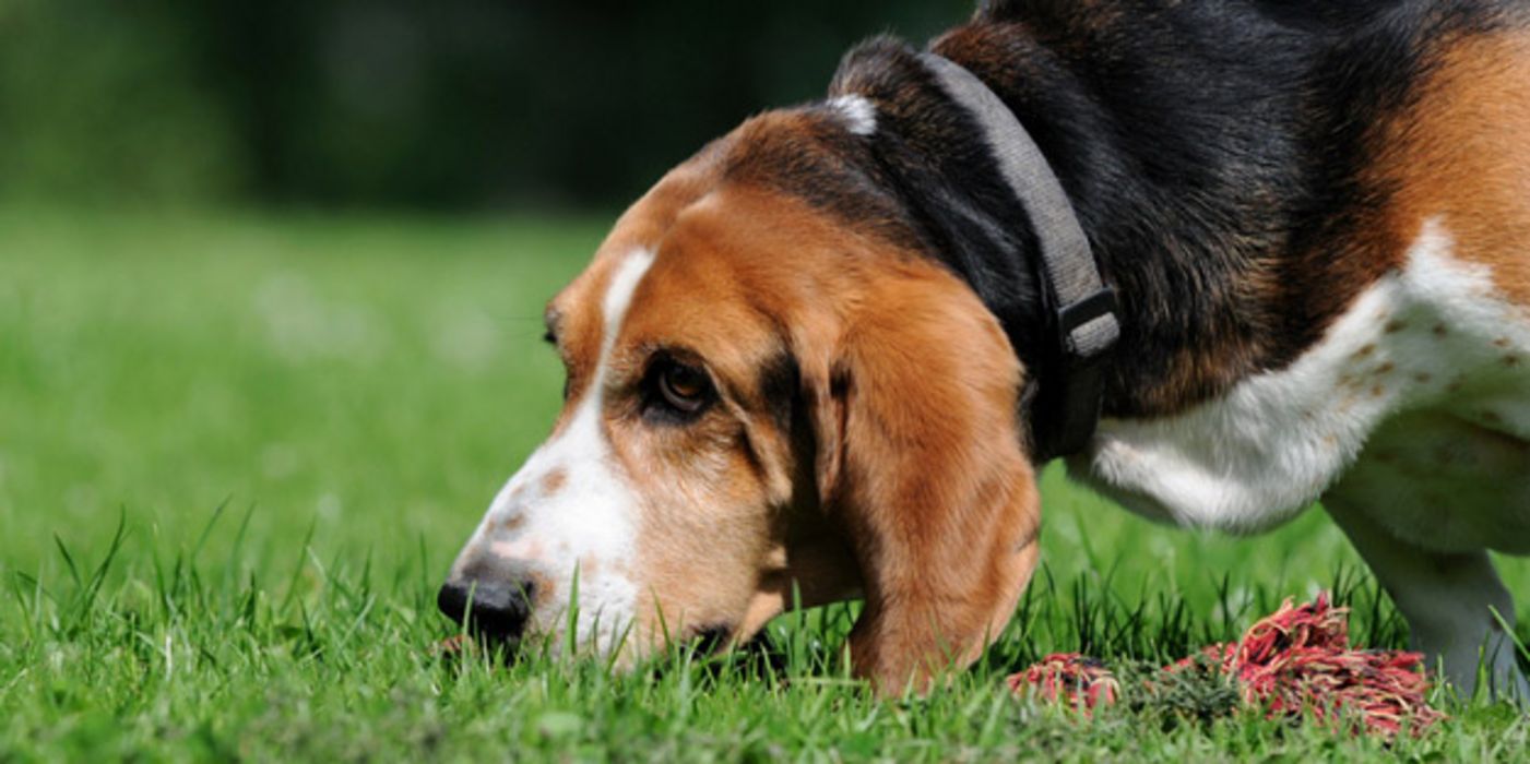 Schnüffelnder Hund; Herzschwäche, Sensor