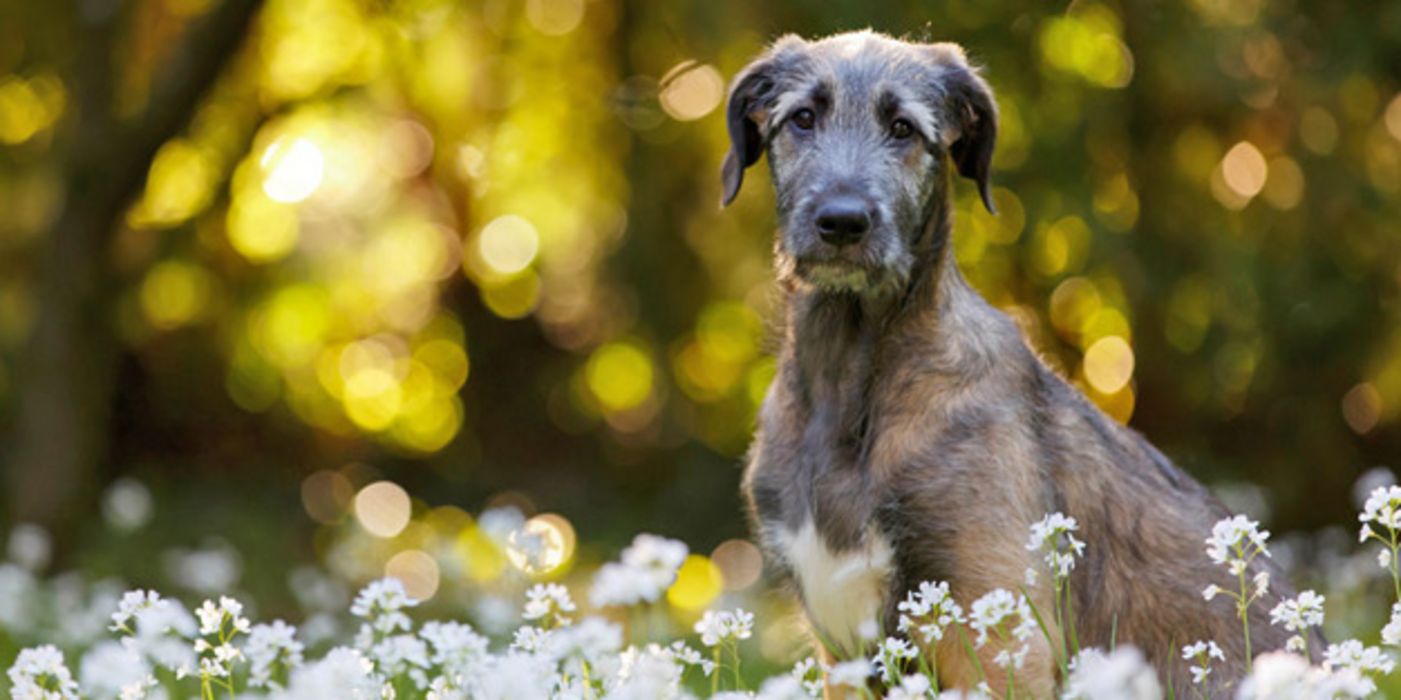 Trauriger Hund auf einer Wiese blickt in die Kamera, im Hintergrund geht die Sonne hinter Bäumen unter