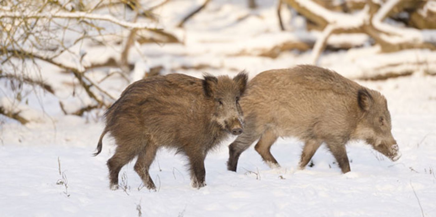 Wildschweine in Osteuropa tragen ein gefährliches Virus in sich. Experten vermuten, dass es sich auch nach Deutschland ausbreiten wird.