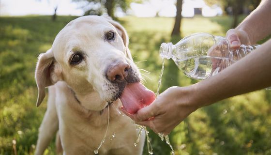 Hund trinkt Wasser aus Plastikflasche. Tierbesitzer kümmert sich an heißen sonnigen Tagen um seinen Labrador Retriever.