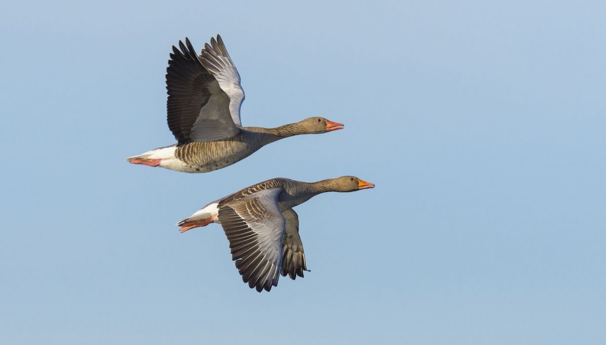 Zwei fliegende Graugänse