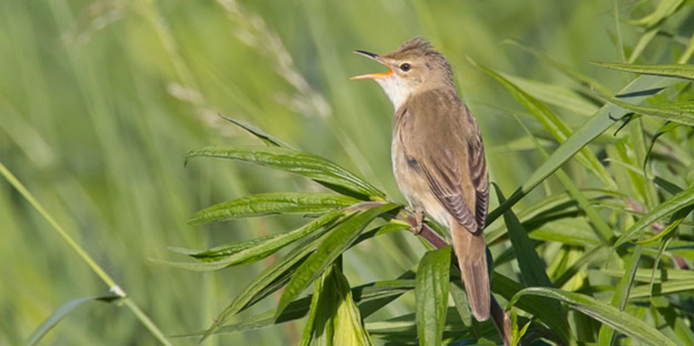 Zugvögel könnten ein Tropenvirus einschleppen.