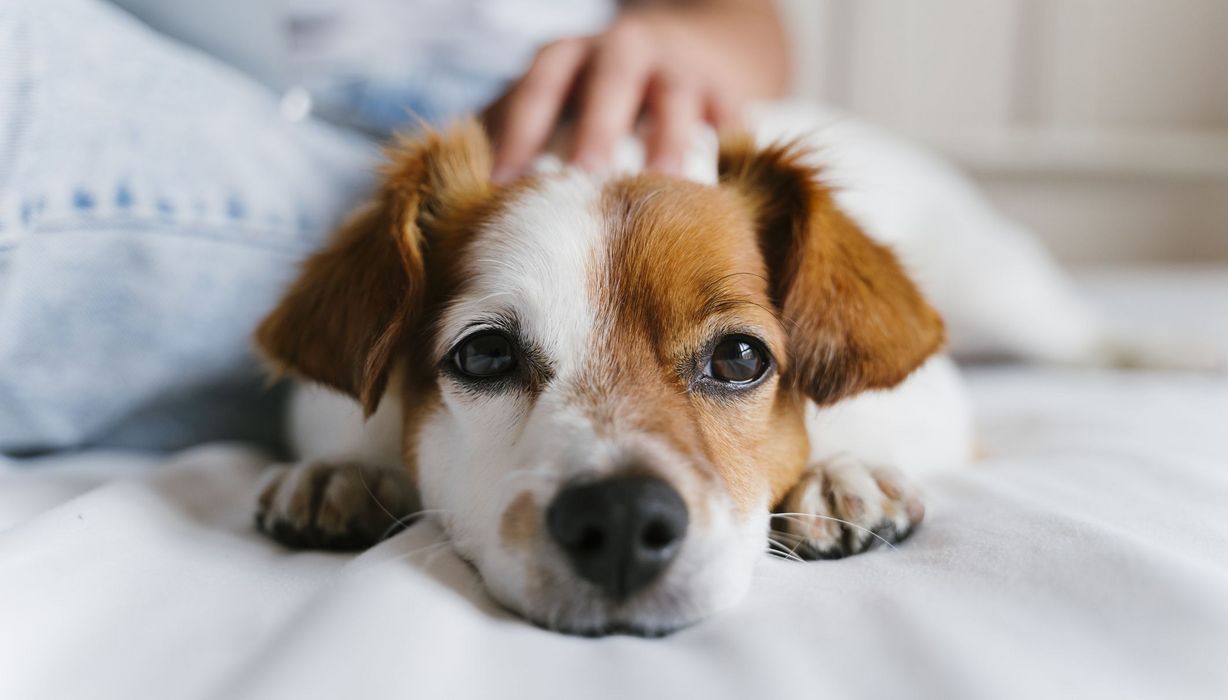 Hund, liegt auf einem Bett und wird am Kopf gekrault.