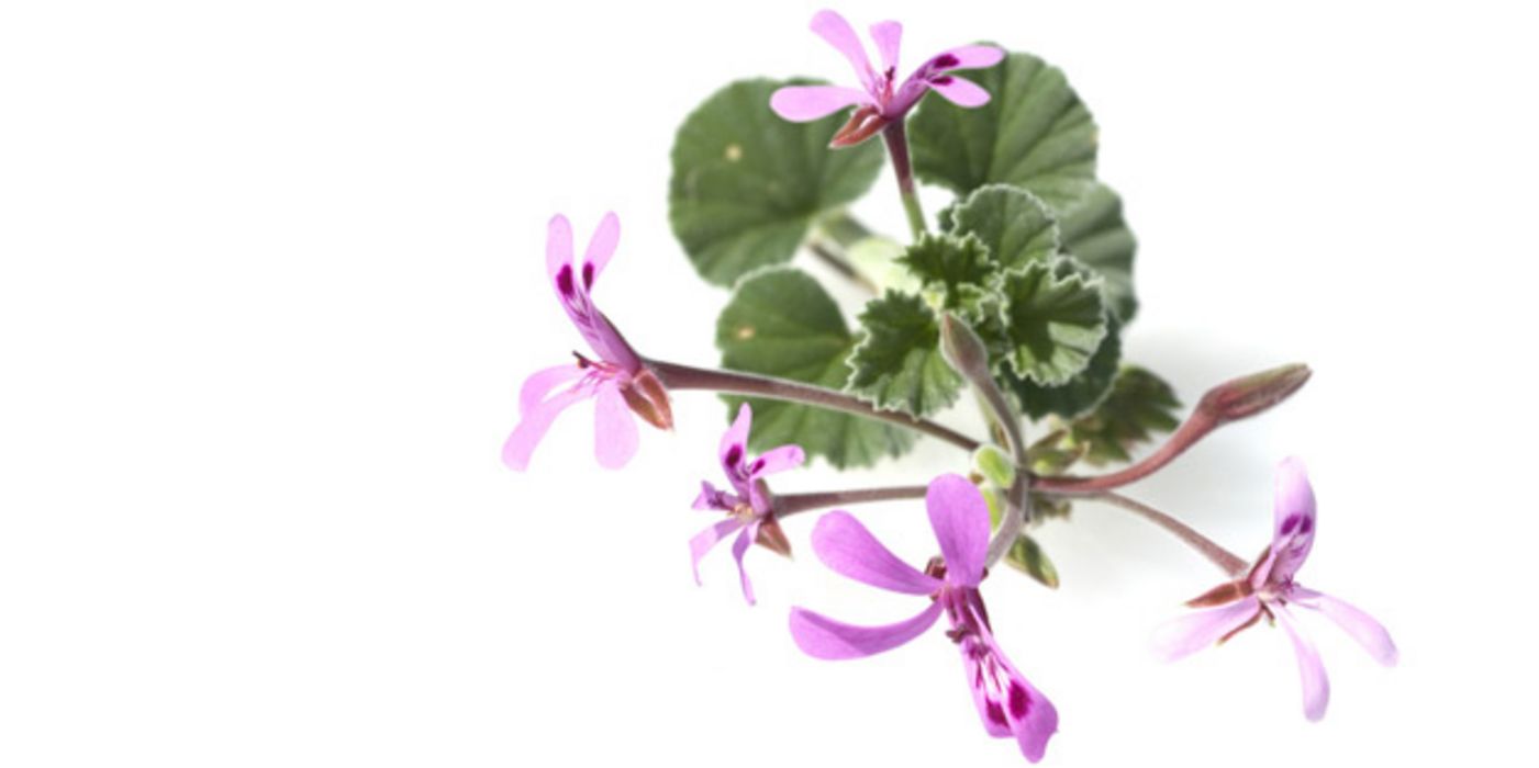 Kapland-Pelargonie in zartlila