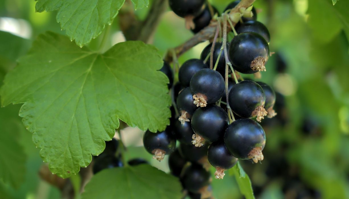 Schwarze Johannisbeeren mit grünen Blättern.