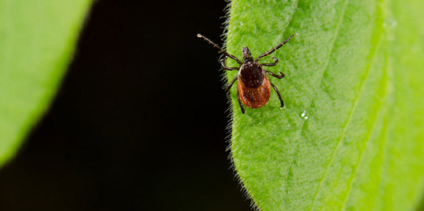 Zecken können ein Virus übertragen, das die sogenannte FSME auslöst - eine Entzündung des Hirns und der Hirnhäute.