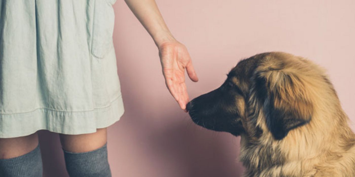 Entsprechend trainiert können Hunde Krankheiten wie Diabetes oder Krebs aufspüren - und offenbar auch epileptische Anfälle.