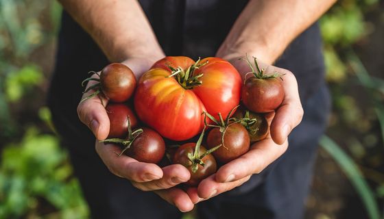 Frau, hält Tomaten in ihrer Hand.