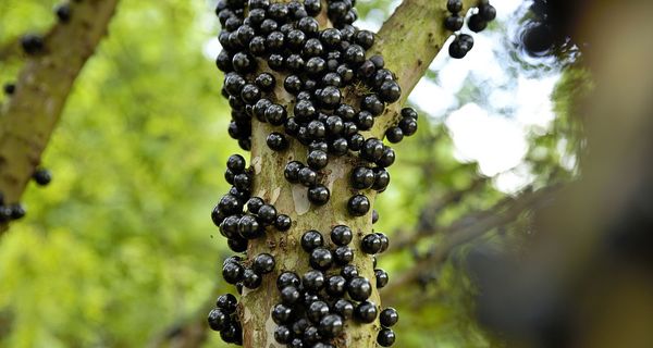 Jabotica-Beeren an einem Strauch. 