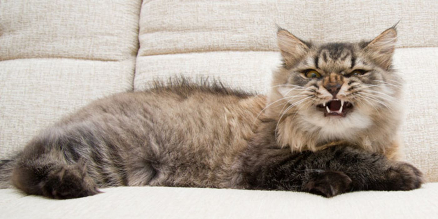 Braungemusterte Perserkatze ausgestreckt auf heller Couch, in die Kamera fauchend