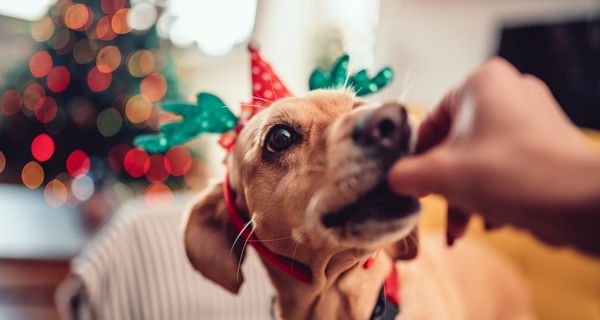 Hund, bekommt ein Leckerchen.