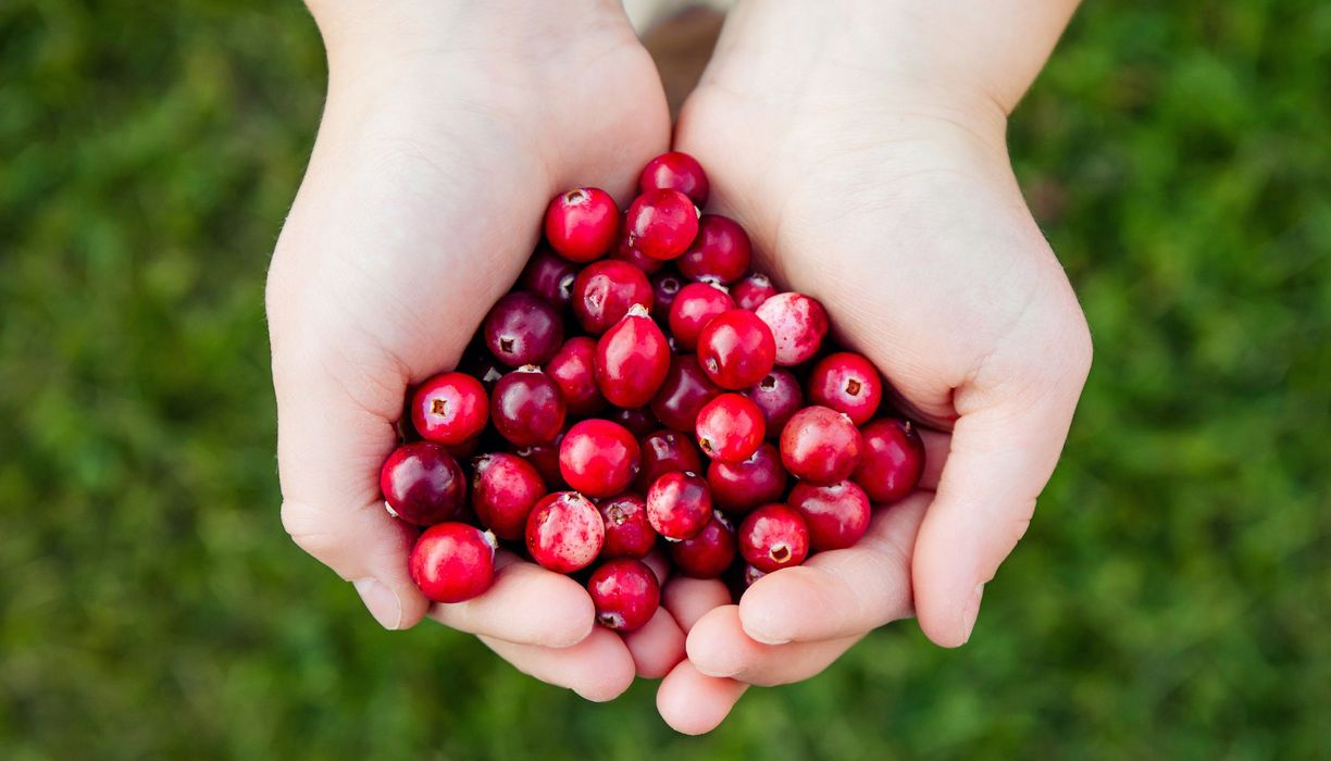 Kind, hält zwei Hände voll mit Cranberries in die Kamera.