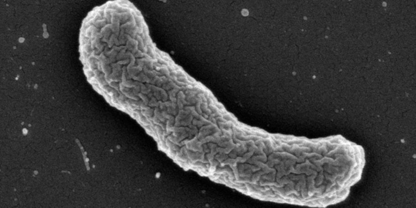 Elektronenmikroskopische Aufnahme des Teixobactin-Produzenten Elefhtheria terrae