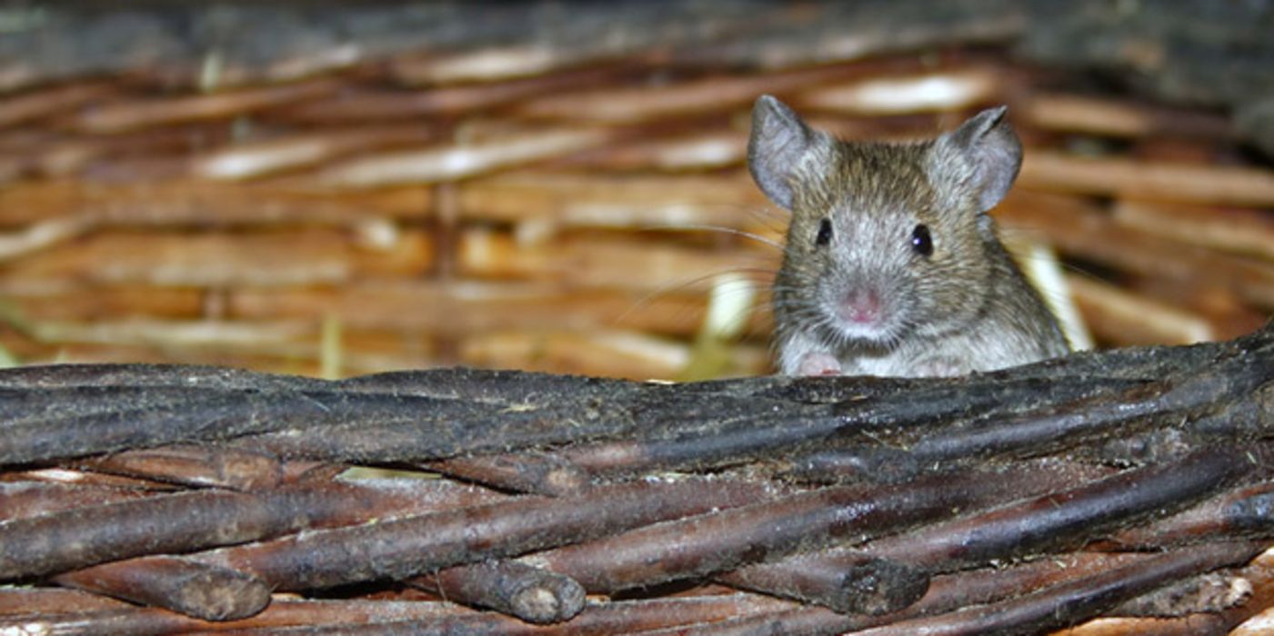 Ratte schaut über Weidenkorb.