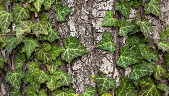 Efeuranken auf Baumstamm