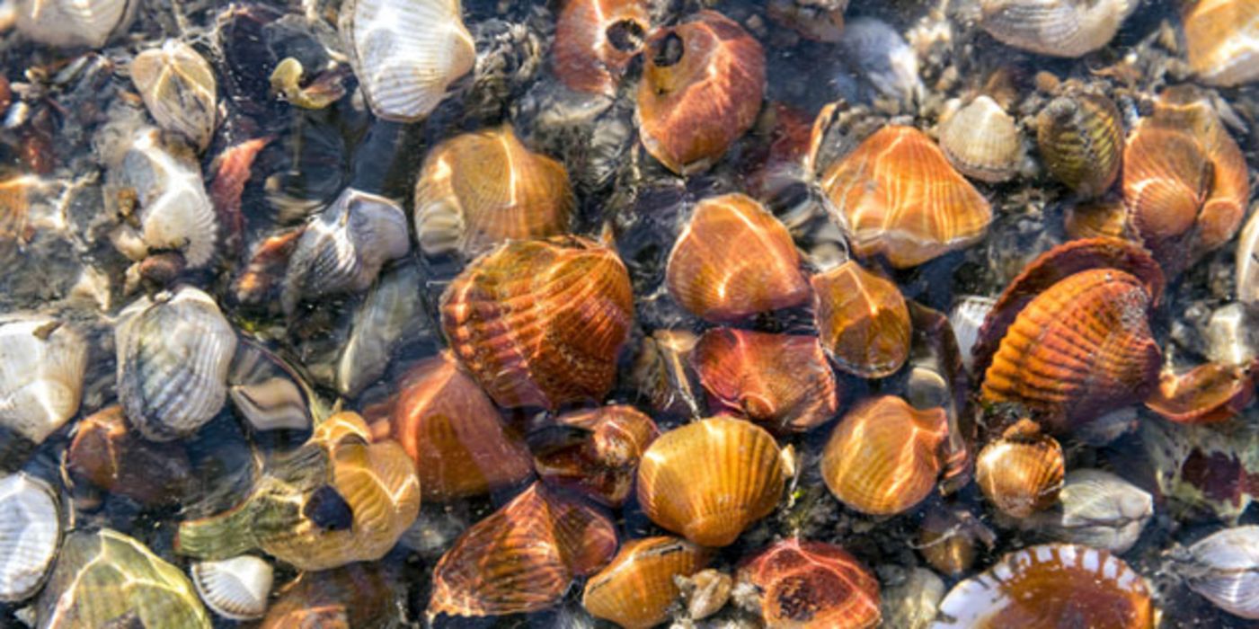 Eine Muscheltherapie könnte bei Krebs künftig zum Einsatz kommen.