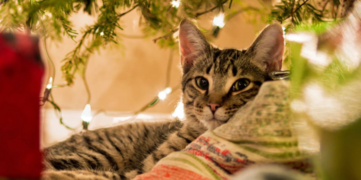 Tierschützer geben Tipps für eine tierfreundliche Adventszeit.