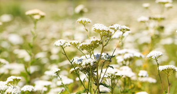 Schafgarbe in der Natur.