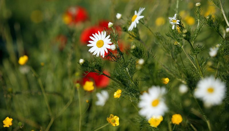 Blumenwiese