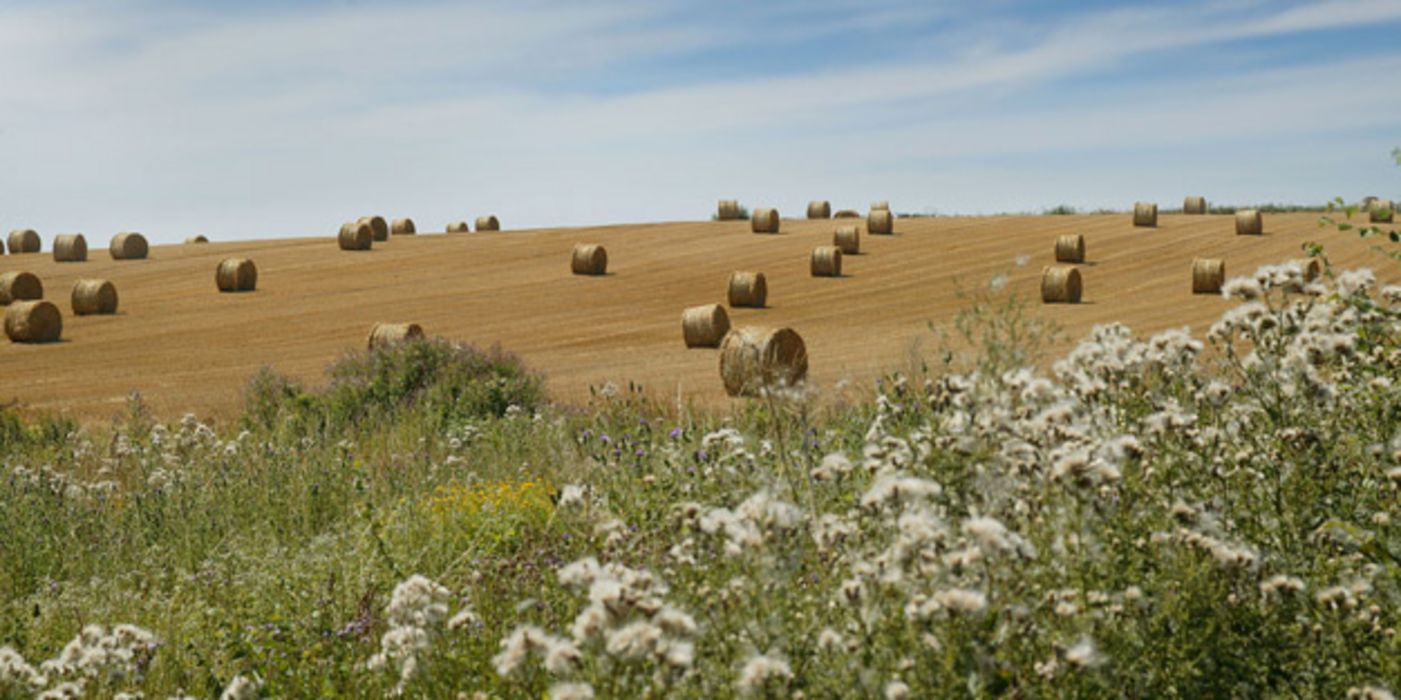 Abgeerntetes Feld im Sommer mit Strohballen und trockener Wiese am Rand