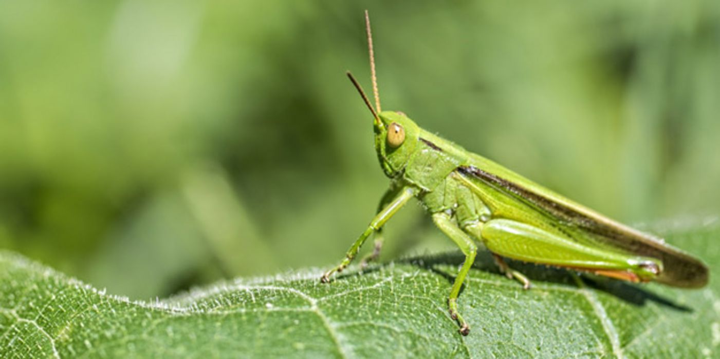 Grüne Heuschrecke auf Blatt