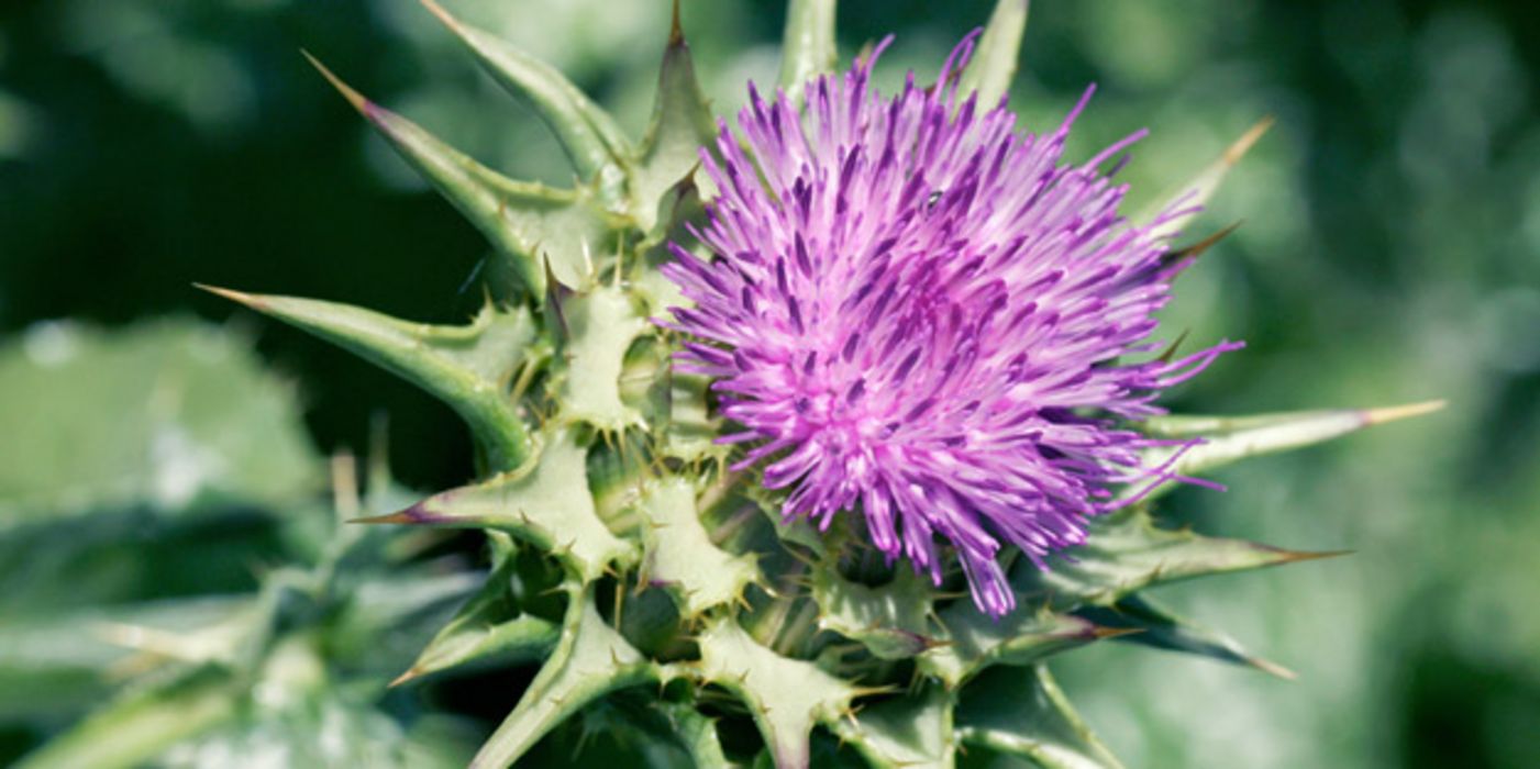 Blüte Mariendistel