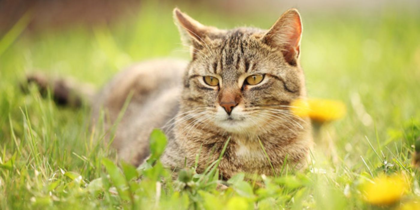 Braune Katze liegt im Gras 