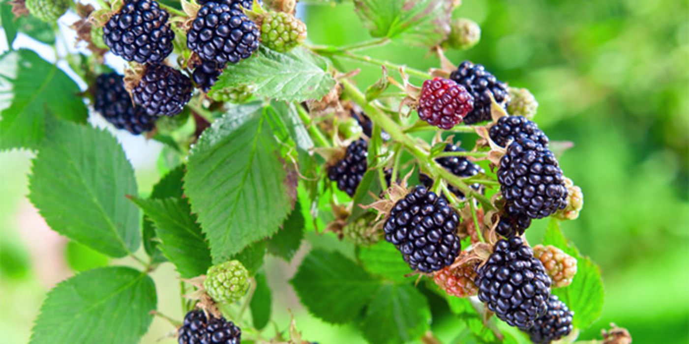 Brombeeren sind häufig mit Pflanzenschutzmittel belastet.