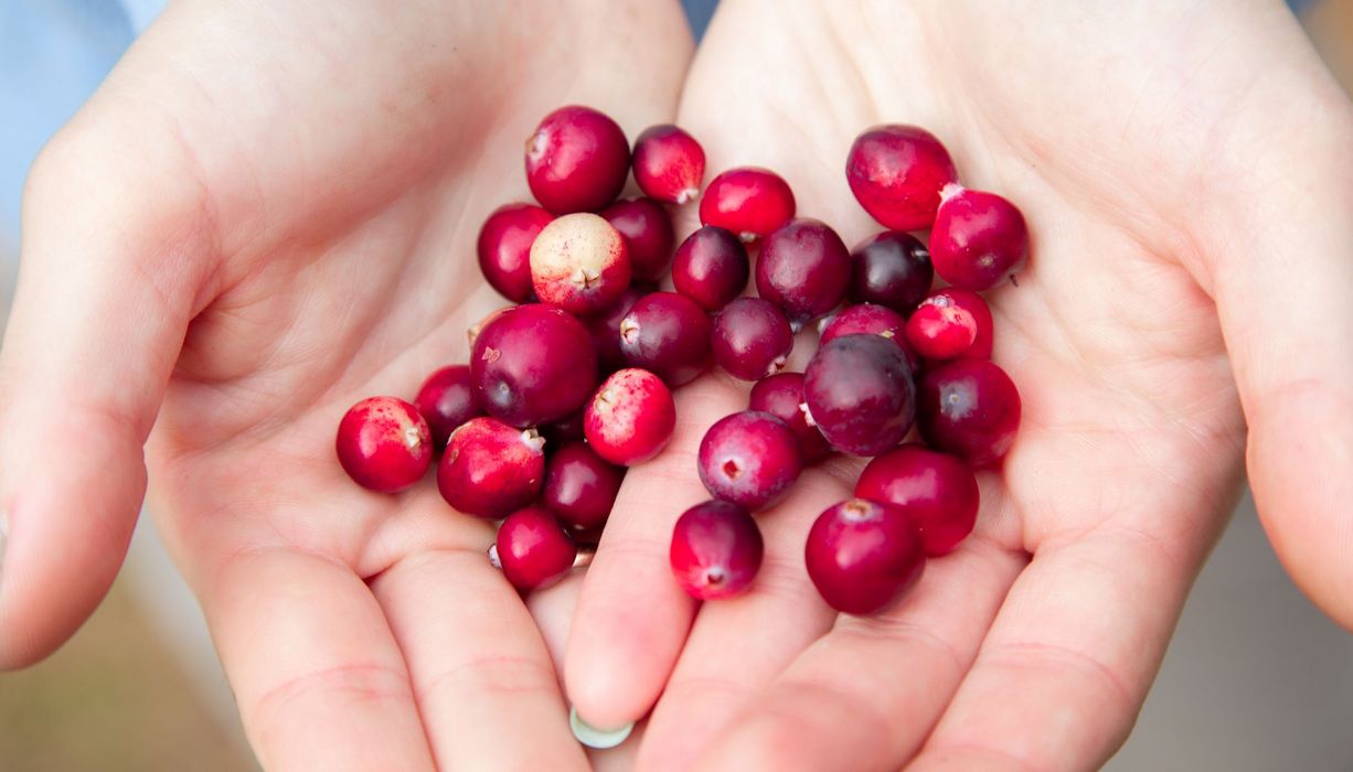 Cranberries in zwei Händen.