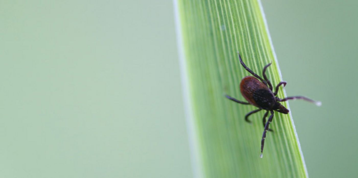 10 Fakten über Zecken und Borreliose im Überblick.