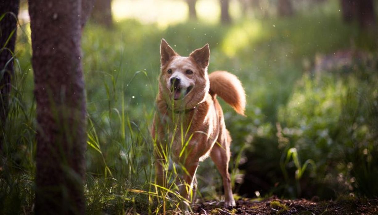 Auch Hunde können an Krankheiten leiden, die durch Zecken übertragen werden.