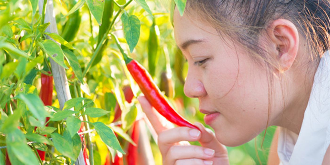 Ein Inhaltsstoff der Chili hat offenbar einen positiven Effekt bei Diabetes.